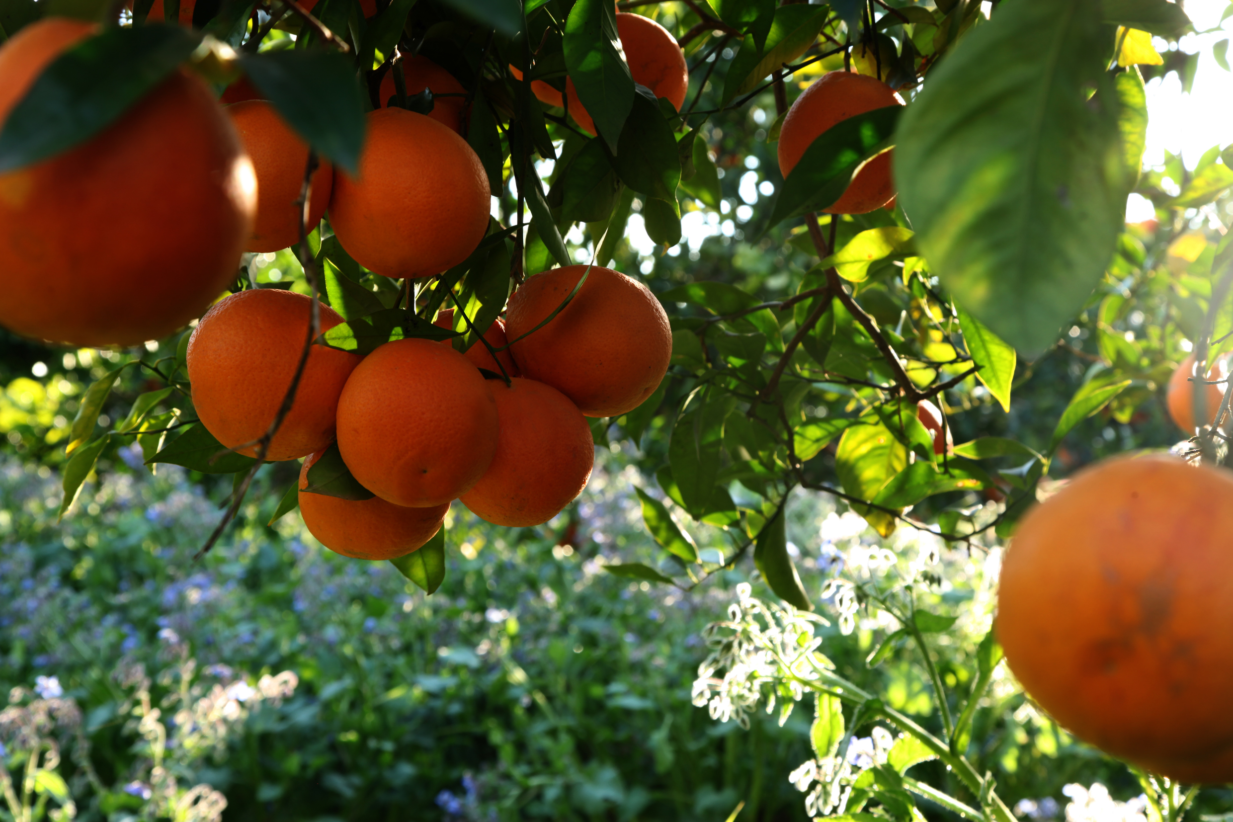 Arance rosse di Sicilia IGP